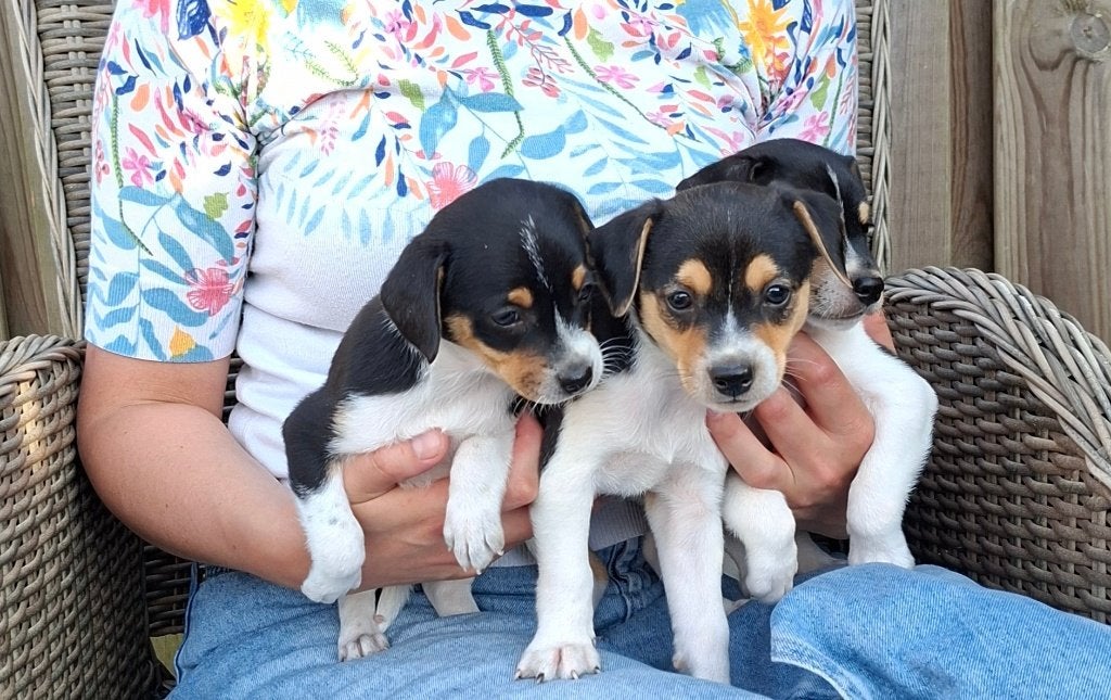 Boerenfox pups, Dieren en Toebehoren, Honden | Jack Russells en Terriërs, Reu, Overige rassen, Particulier, Meerdere, Nederland