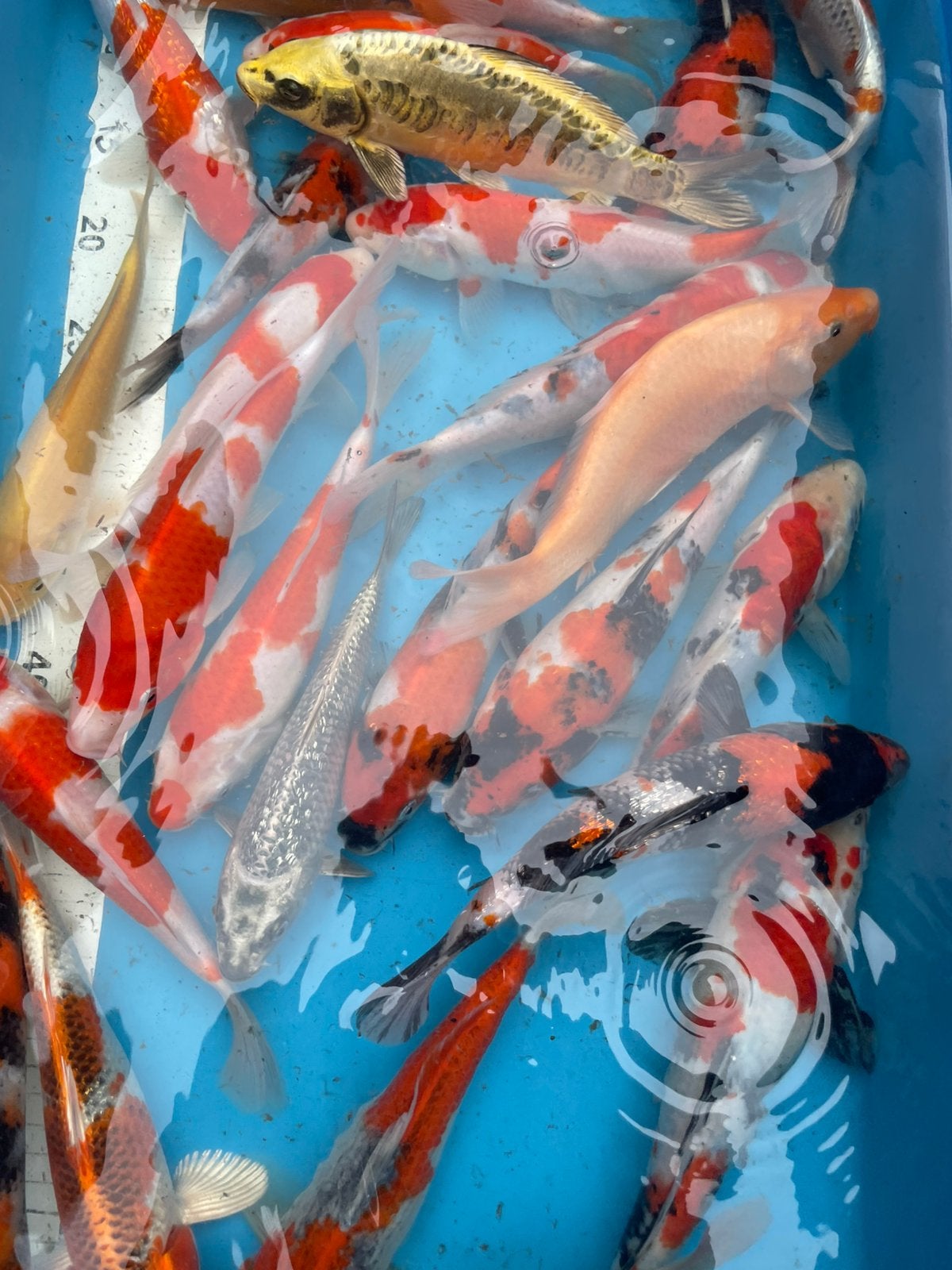 mooie japanse koi van 20-25 cm, Karper of Koi