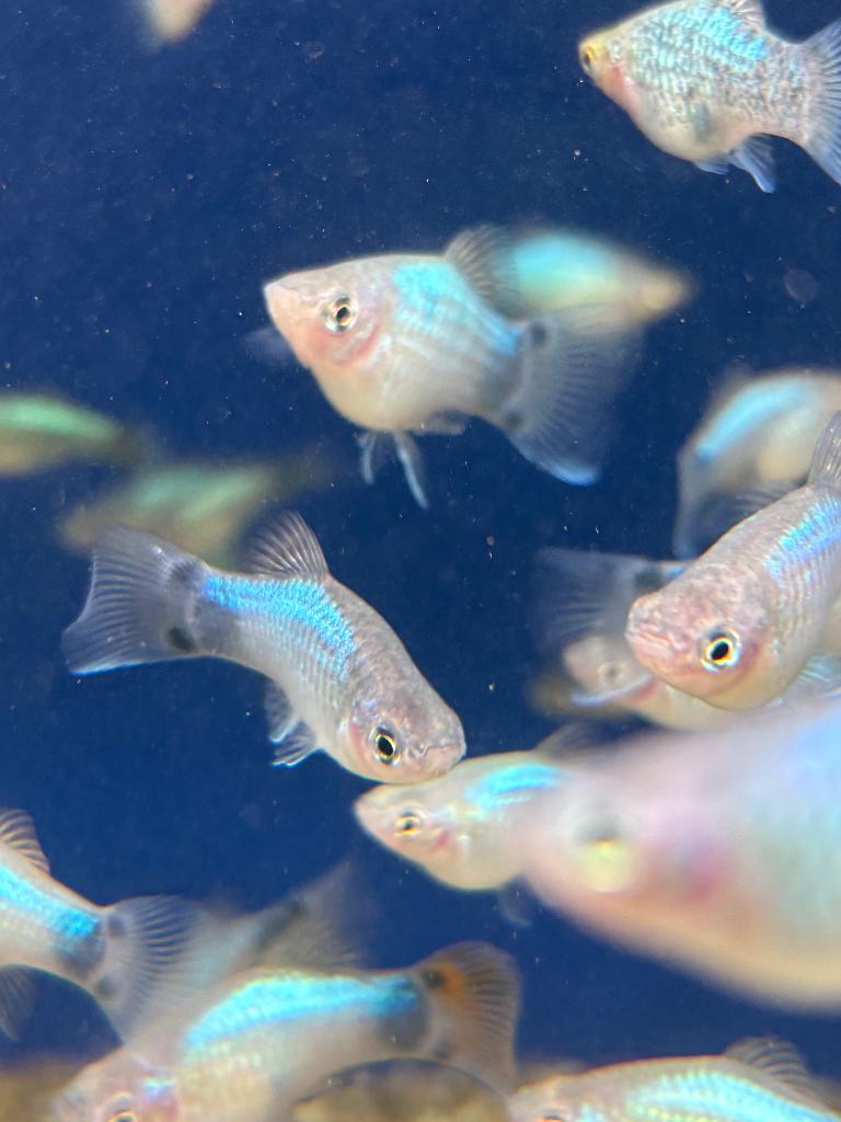 Platy (Xiphophorus maculatus), Vis, Zoetwatervis