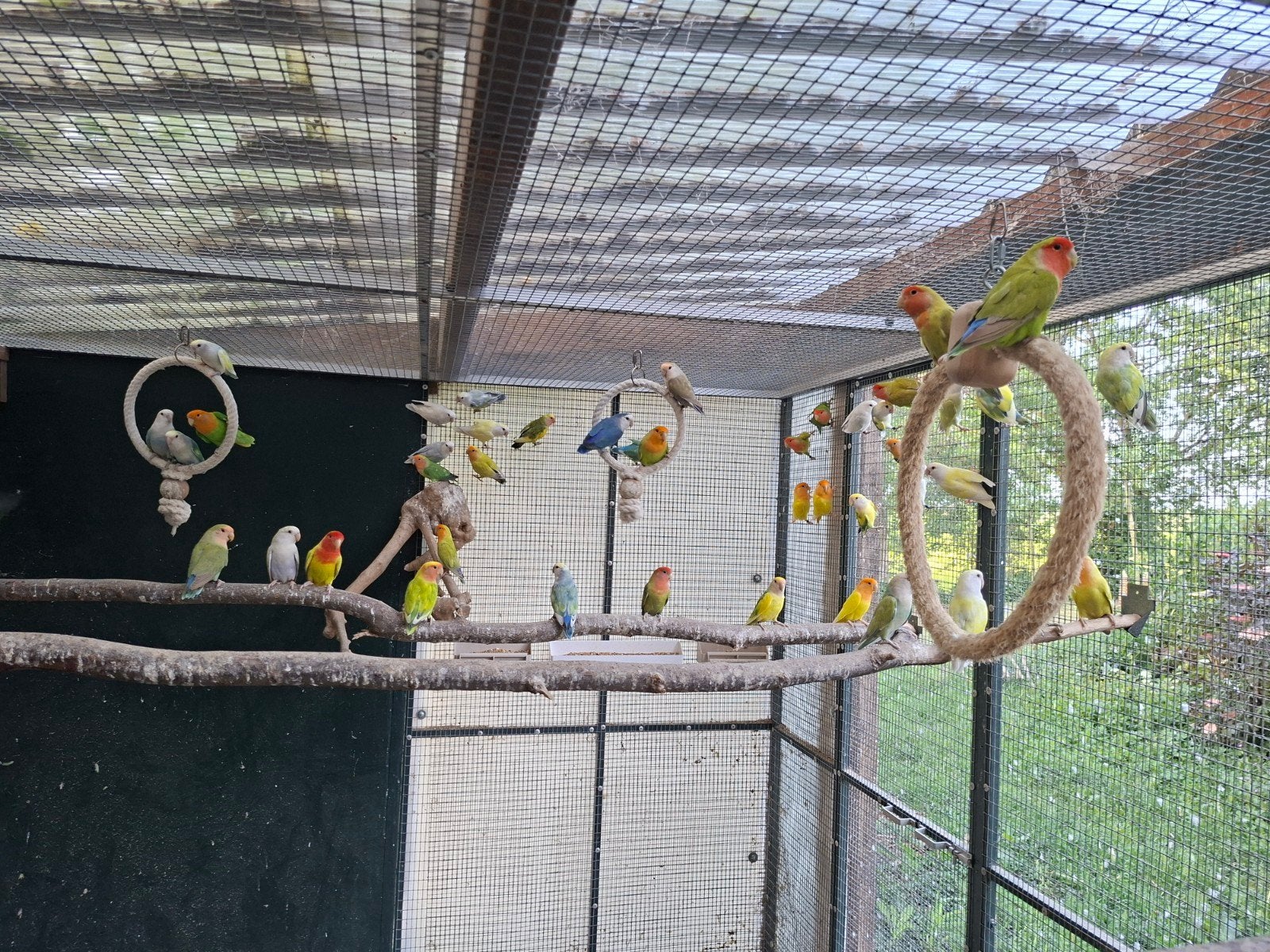 Agapornis rosecollis, Meerdere dieren