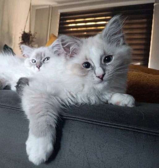 Ragdoll kittens, nog 1 poesje beschikbaar, Poes, Ontwormd