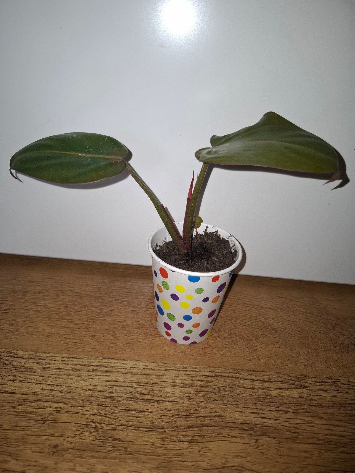 Philodendron summer glory 1 🌱, Huis en Inrichting, Kamerplanten, Ophalen, Overige soorten, Halfschaduw, Minder dan 100 cm