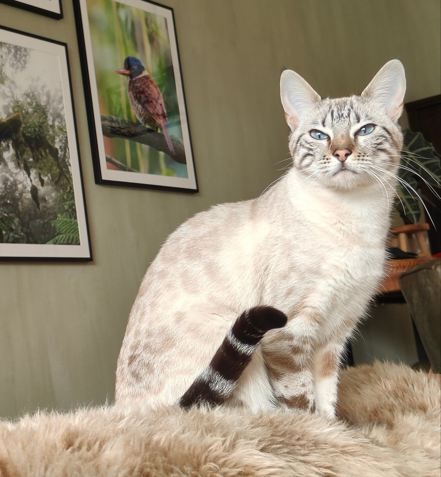 Voor onze lieve kat zijn we op zoek naar een nieuw thuis., Poes, Kortharig