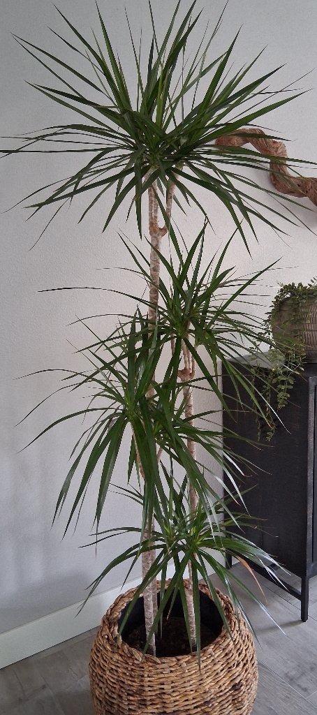 Mooie, grote Dracena, Ophalen, Overige soorten, Halfschaduw, 150 tot 200 cm