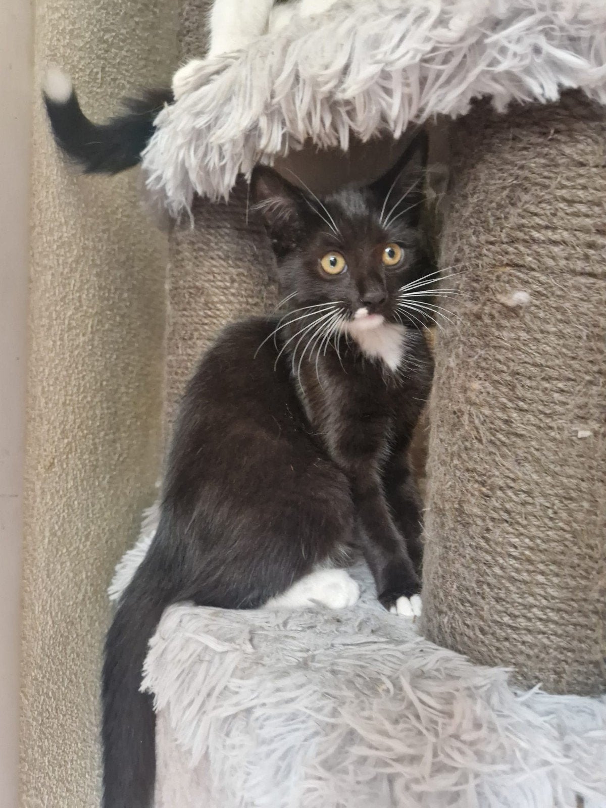 Tekoop: Maine coon × Siberische😍( korthaar) kittens 🤩😻😹, Meerdere dieren