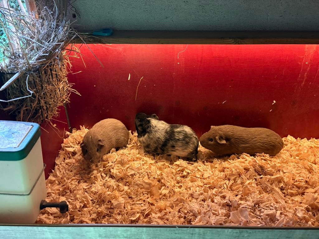 3 cavia’s incl hok, Cavia, Mannelijk, Tam, Oktober