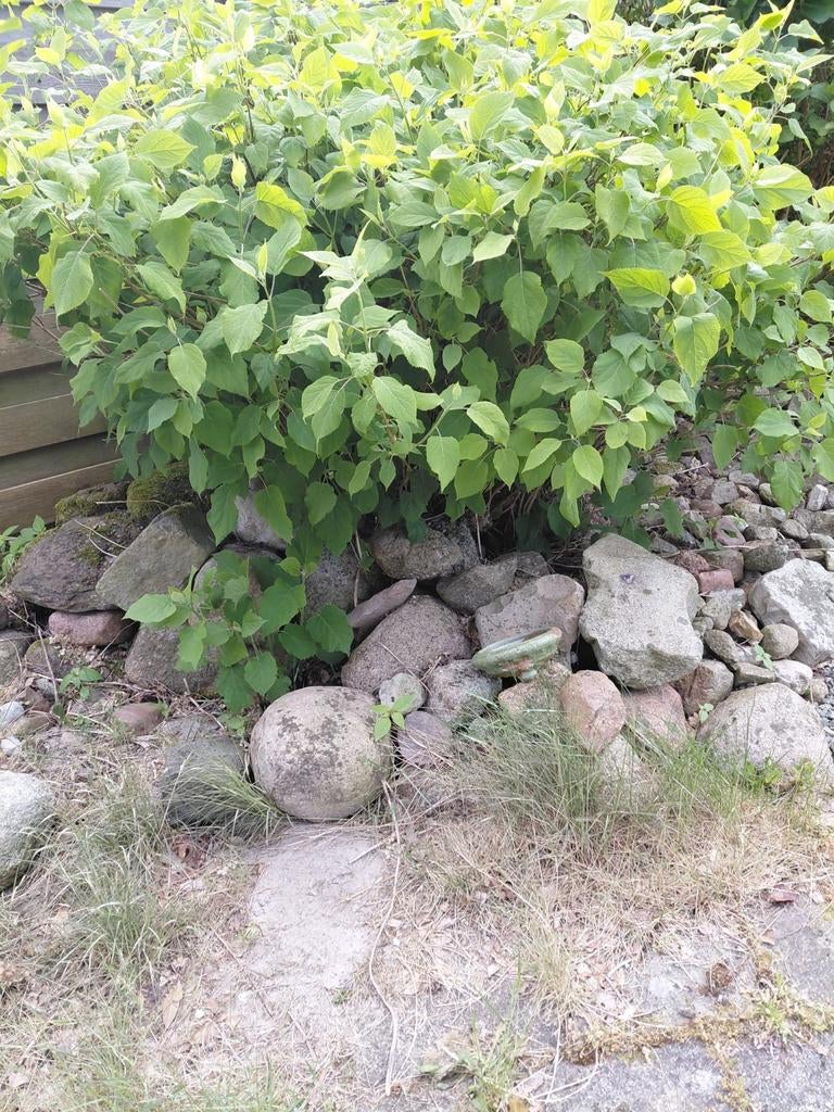 Gratis Keien (groot en klein) zelf uit de tuin halen, Tuin en Terras, Grind, Keien en Split, Ophalen