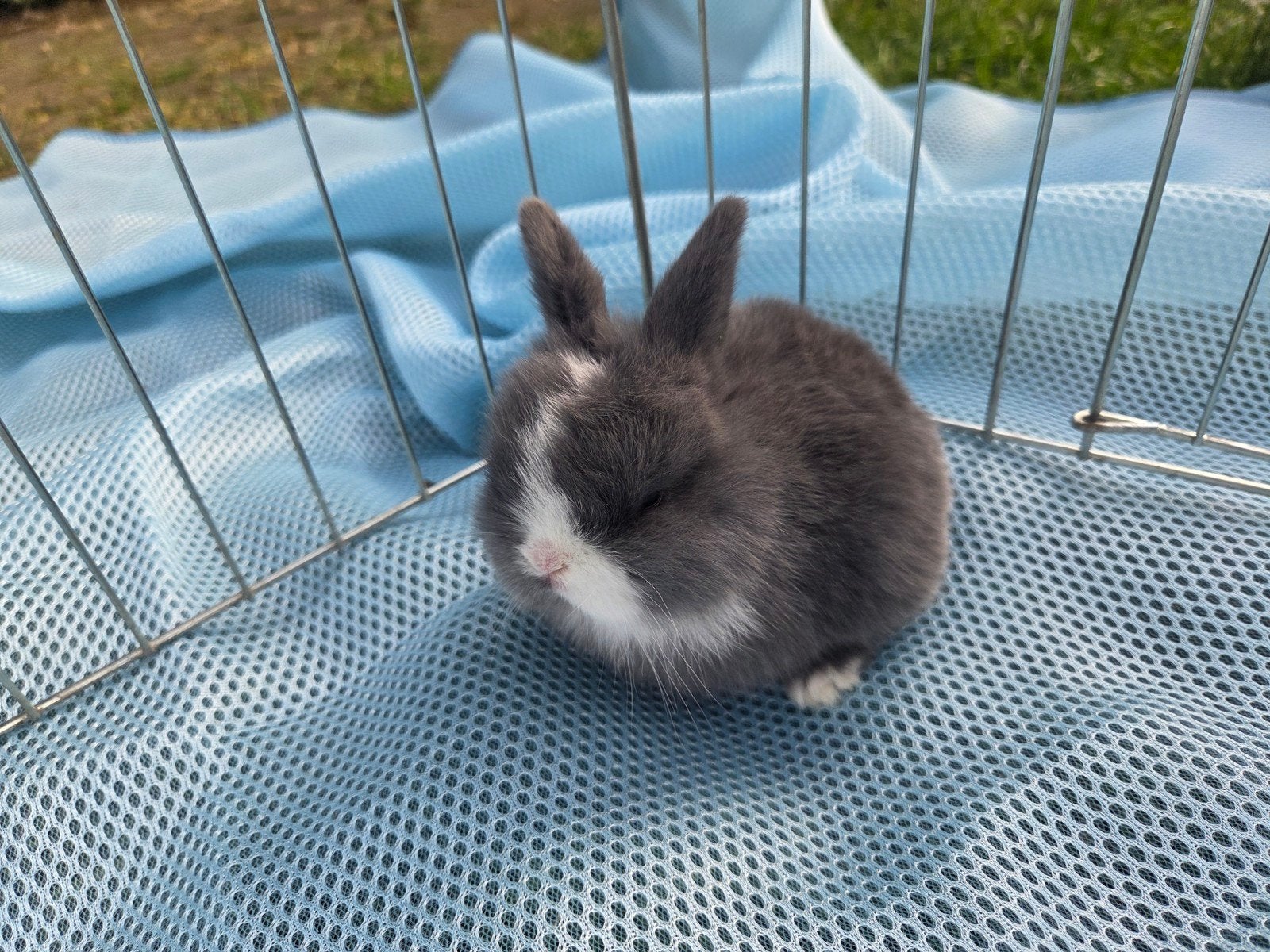 Te koop raszuivere minilopjes, Dieren en Toebehoren, Meerdere dieren, Hangoor