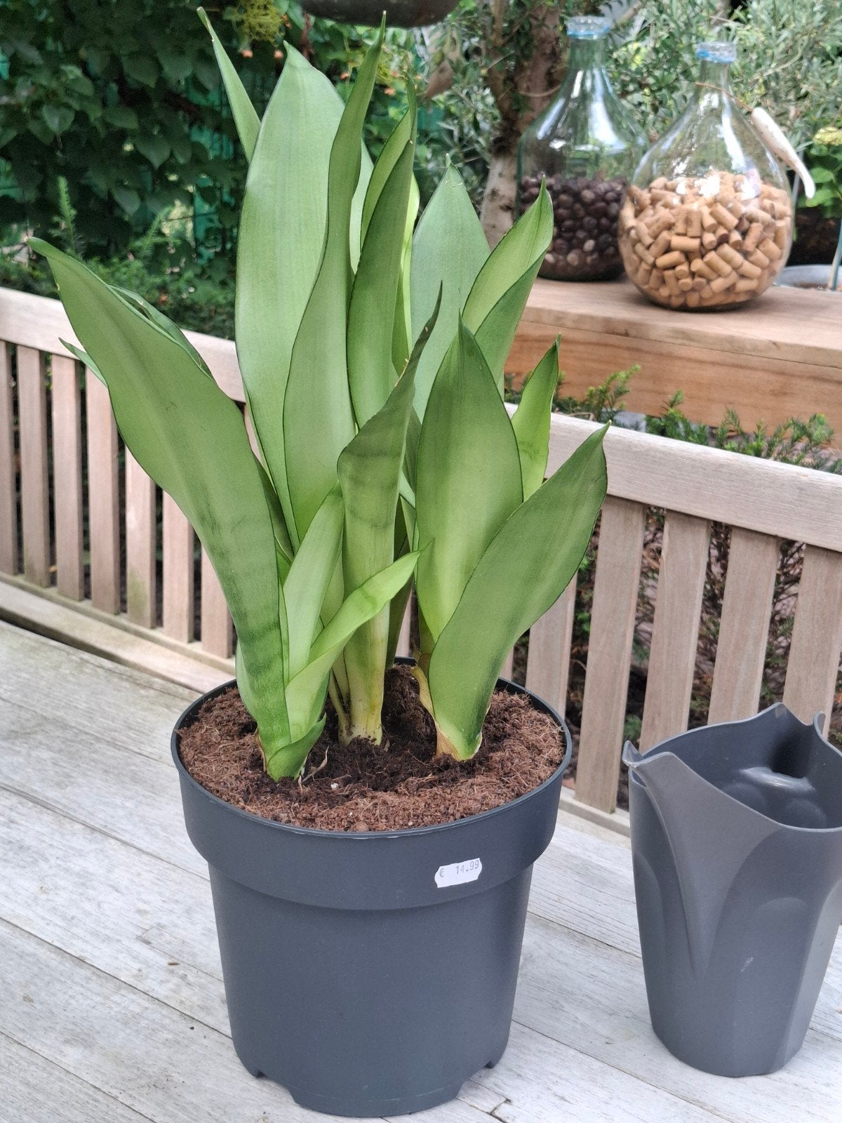Sansevieria Moonshine - Zeldzame Vrouwentong, Ophalen