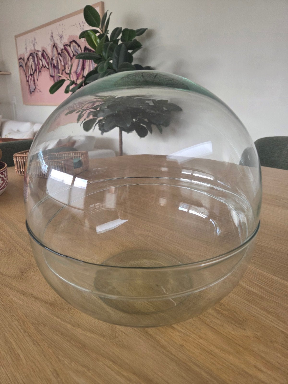 Glazen schaal met koepel - Terrarium of decoratie, Ophalen, Gebruikt, Met deksel, Schaal