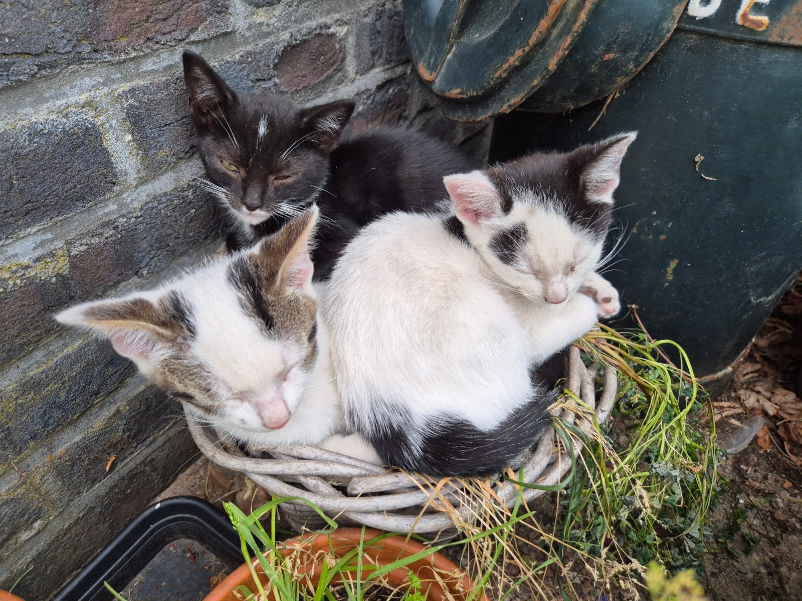 lieve kittens beschikbaar, Meerdere dieren, Kortharig, 0 tot 2 jaar