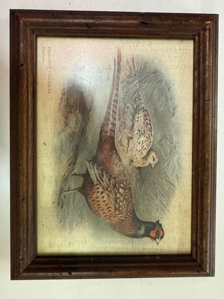 Vintage Lijst met Fazant Illustratie - 24x21 cm, Antiek en Kunst, Kunst | Schilderijen | Klassiek, Ophalen of Verzenden