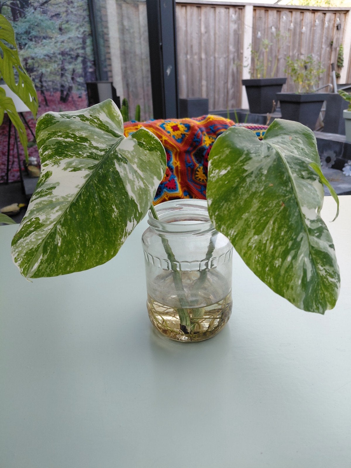 Monstera Albo Varigata, Ophalen of Verzenden, Overige soorten, Halfschaduw, Minder dan 100 cm