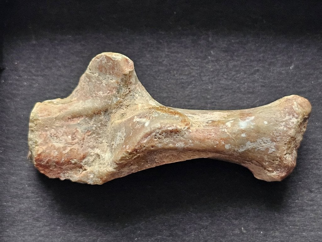 Uniek hielbeen van de (valse) Sabeltandtijger Hoplophoneus, Ophalen of Verzenden, Fossiel