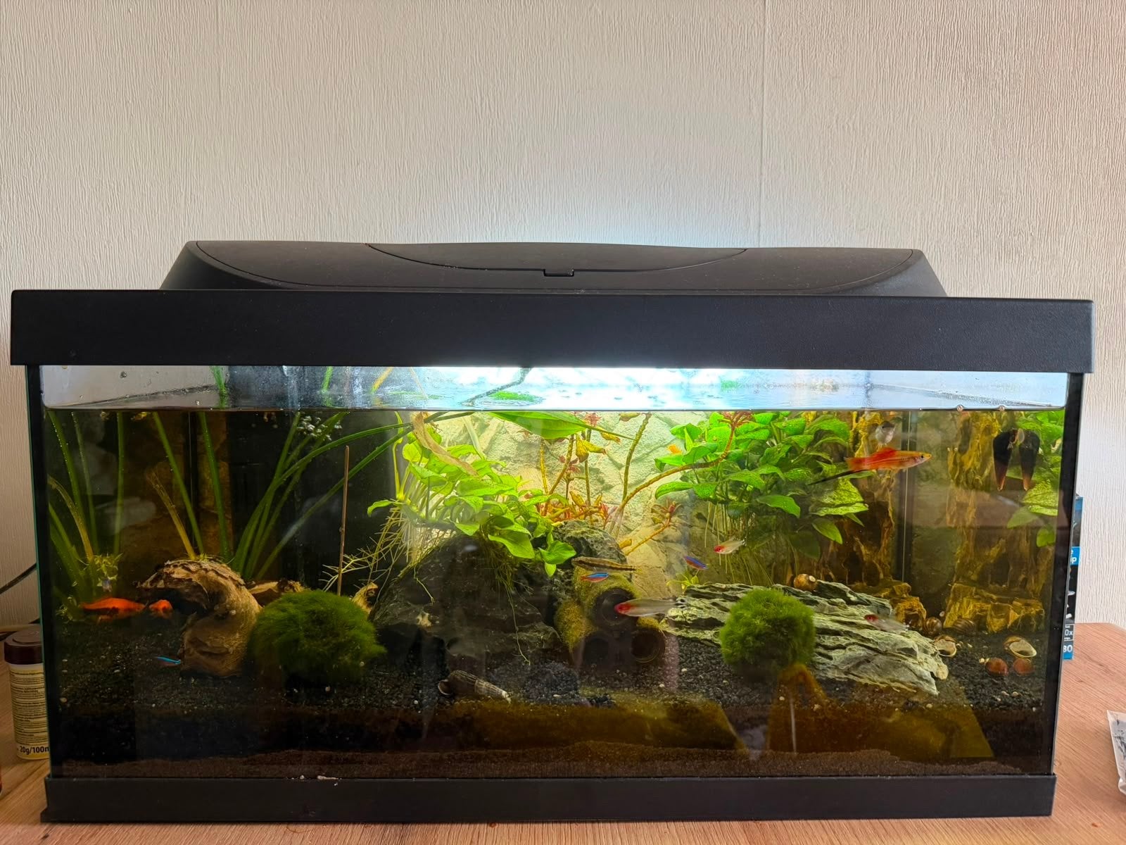 Aquarium compleet met vissjes, Ophalen, Zo goed als nieuw, Gevuld zoetwateraquarium