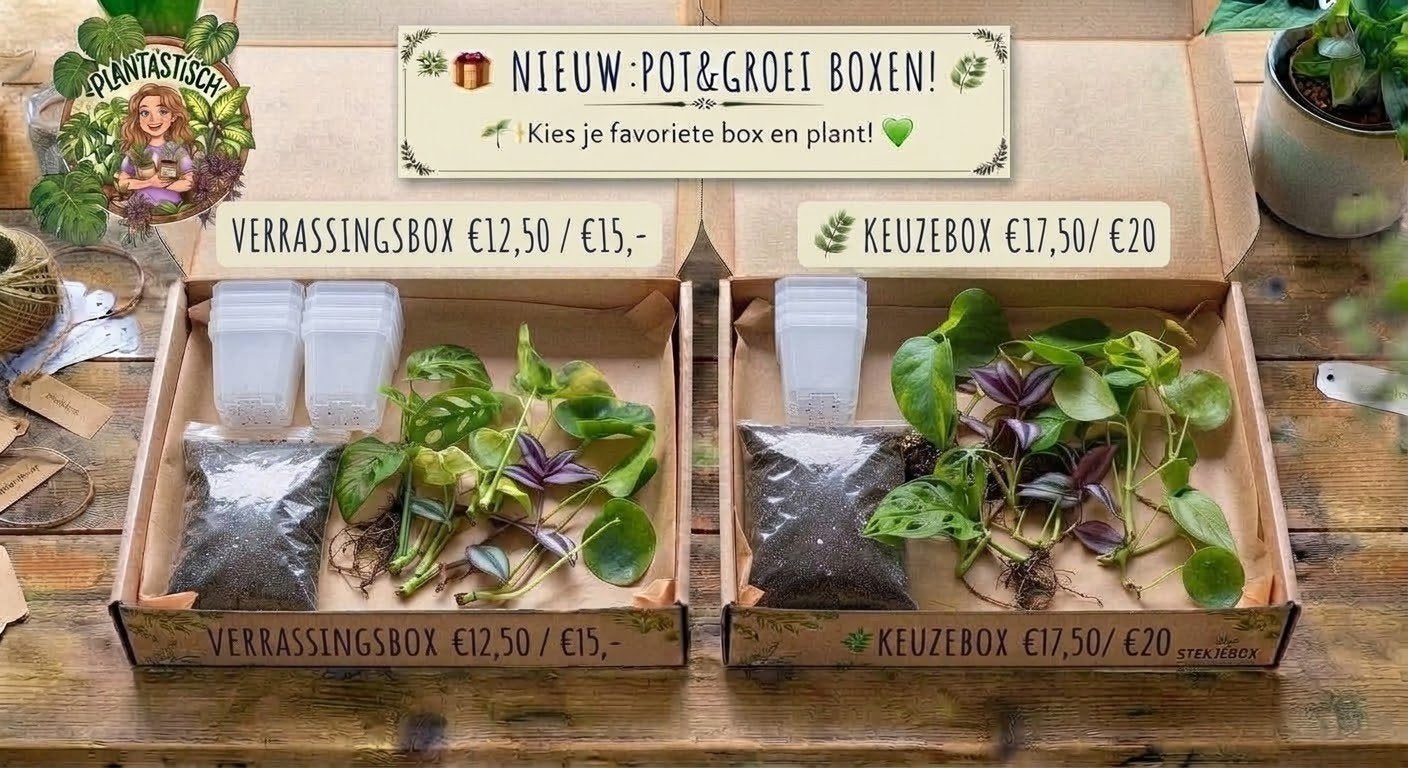 stekbox, Pot & Groei Box (planten & stekjes), Ophalen of Verzenden