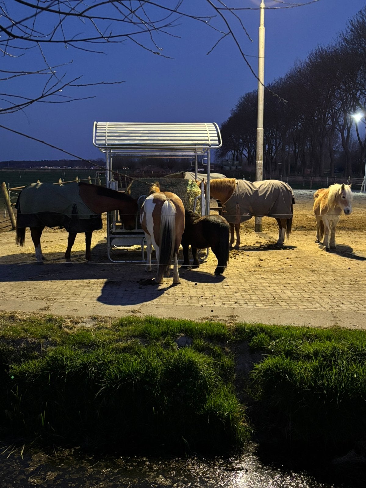 Paddock paradise, Weidegang