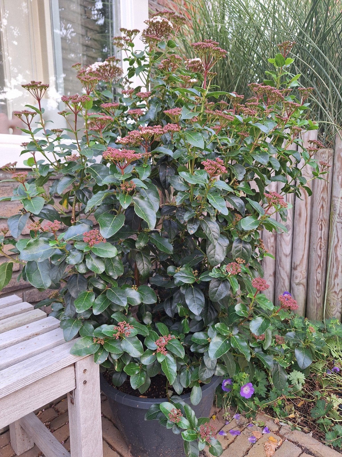 Skimmia Japonica, Ophalen, Halfschaduw, Overige soorten