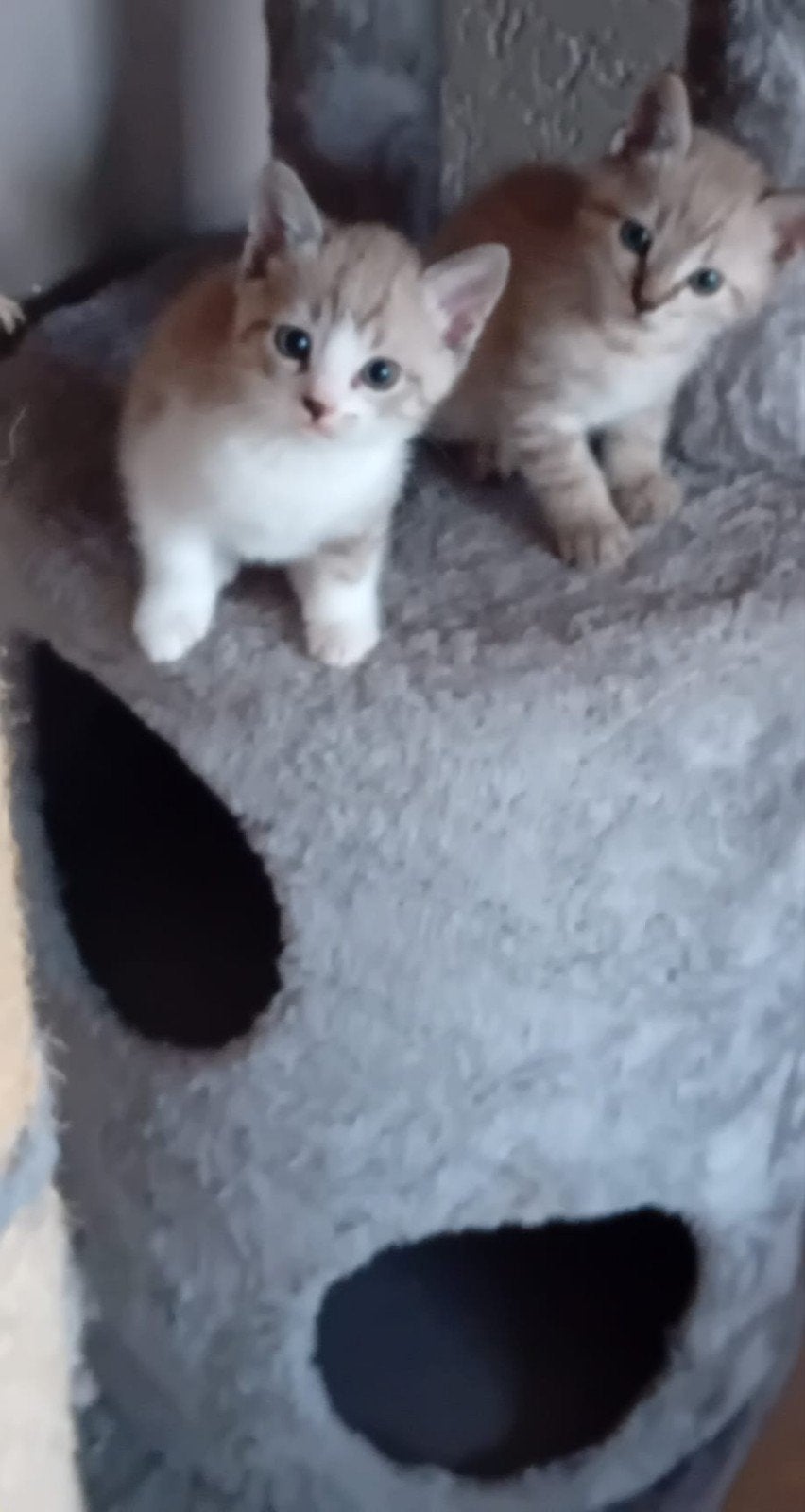 kittens mix Bengaal Britsekorthaar/Ragdoll €550, Dieren en Toebehoren, Meerdere dieren, Ontwormd