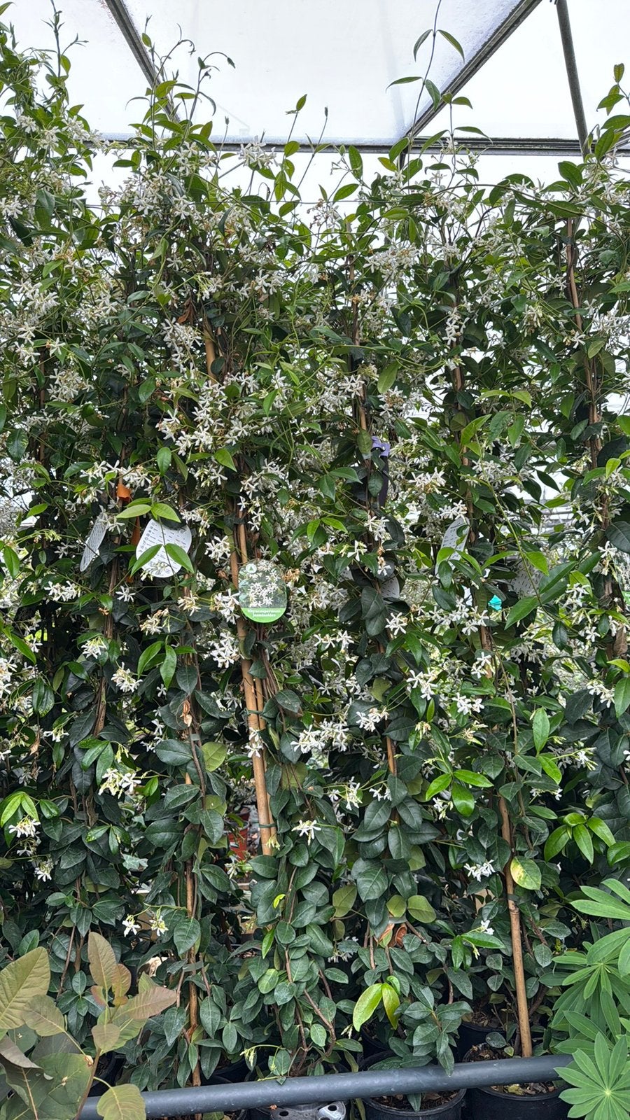 Toscaanse Jasmijn 20/40 t/m 200/225 cm Prachtige Klimplant, Ophalen, Volle zon, Vaste plant, Klimplanten