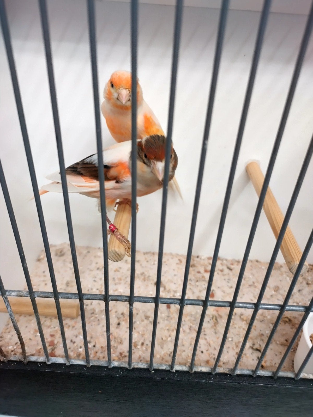 meerdere koppels Harlekijn kanarie, Dieren en Toebehoren, Vogels | Kanaries, Meerdere dieren, Postuurkanarie