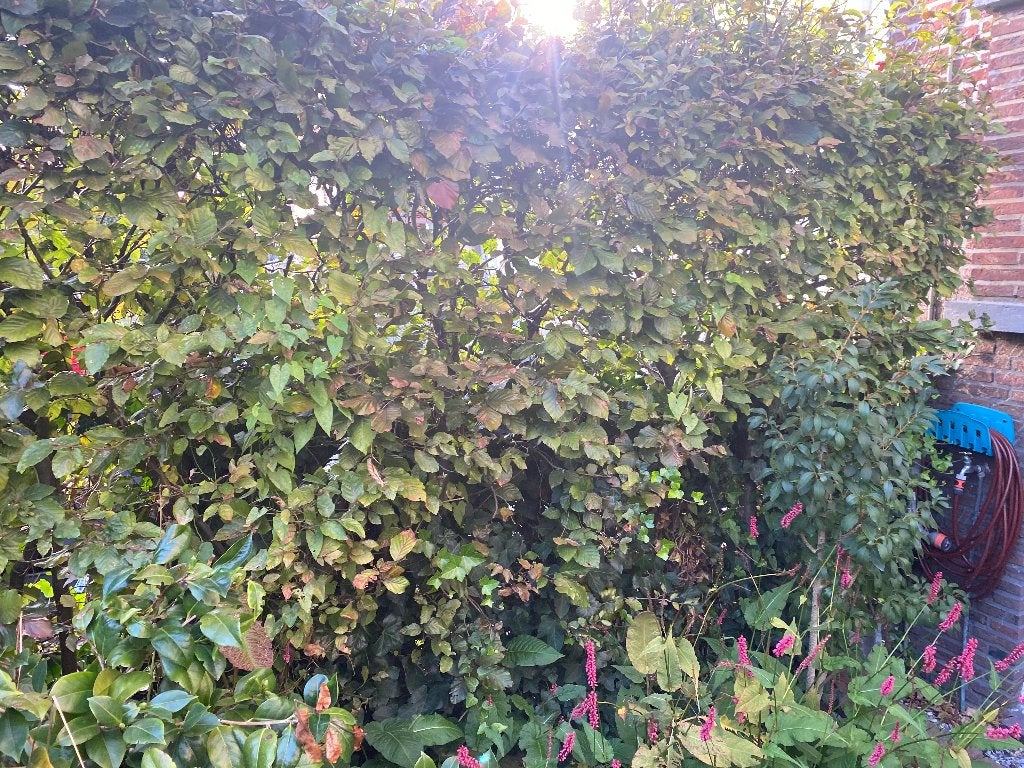 GRATIS beukenhaag 8 meter en 2 meter hoog zelf uitgraven, Tuin en Terras, Ophalen, Beukenhaag, Haag, 100 tot 250 cm