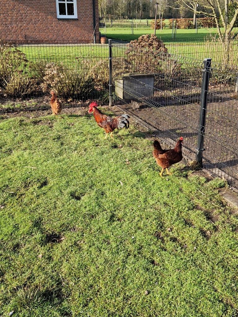 Broedeieren leghorn groot, Geslacht onbekend, Kip