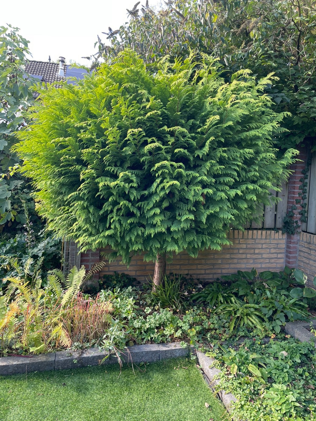 Conifeer op stam ong 240 cm hoog, Ophalen, Bloeit niet, Halfschaduw, Overige soorten