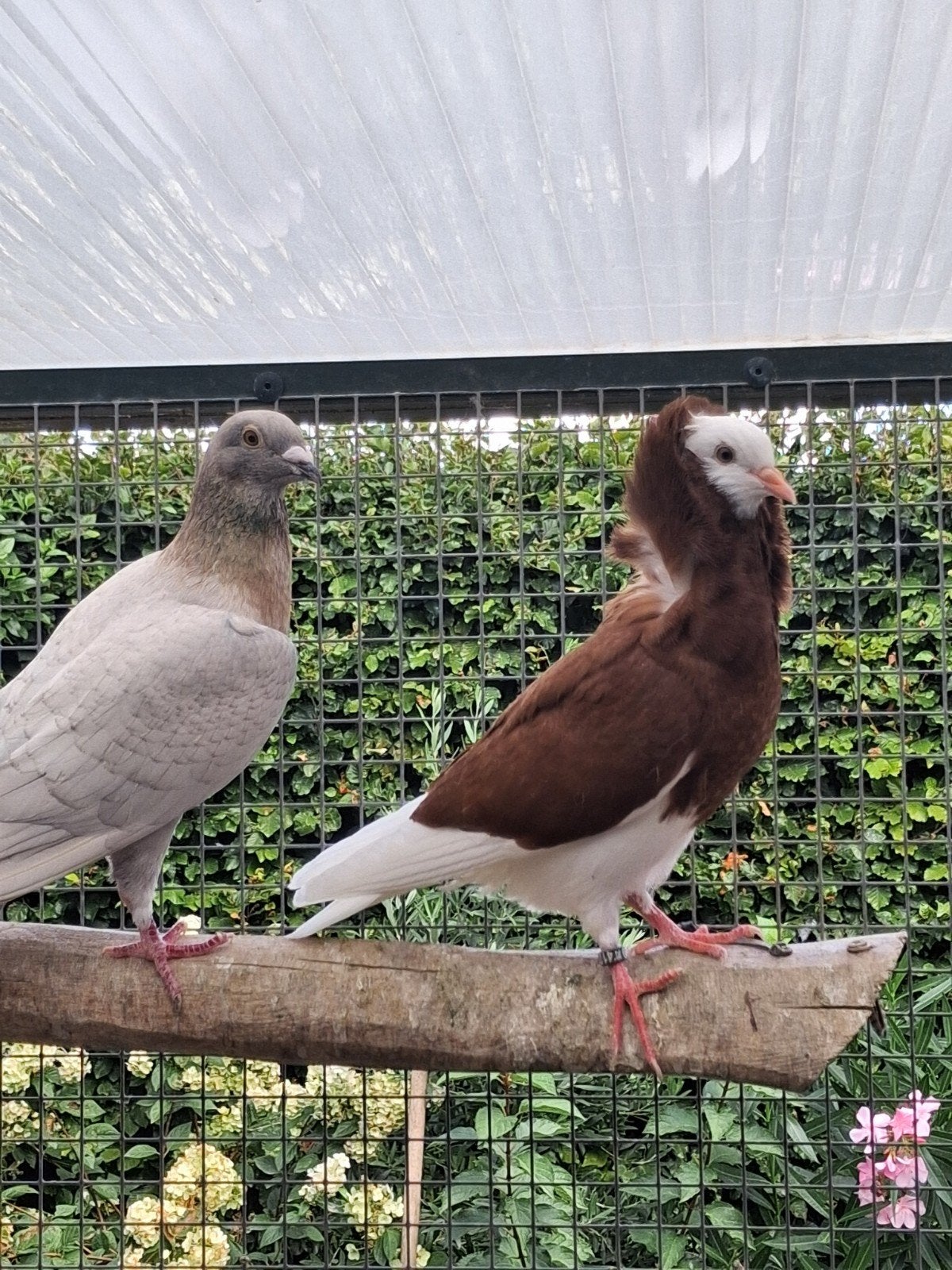 meerdere jonge oud Hollandse kapucijners, Dieren en Toebehoren, Vogels | Duiven, Geslacht onbekend, Overige soorten
