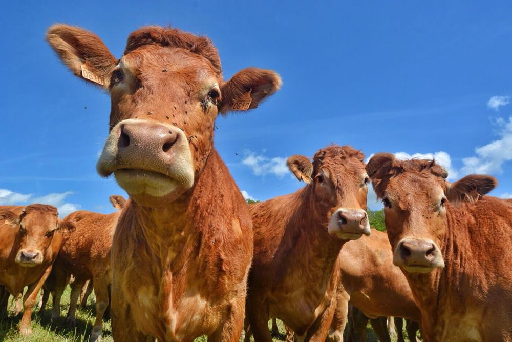 Gezocht: Runderen binnen 24u betaald en gehaald, Dieren en Toebehoren, Runderen, Meerdere dieren
