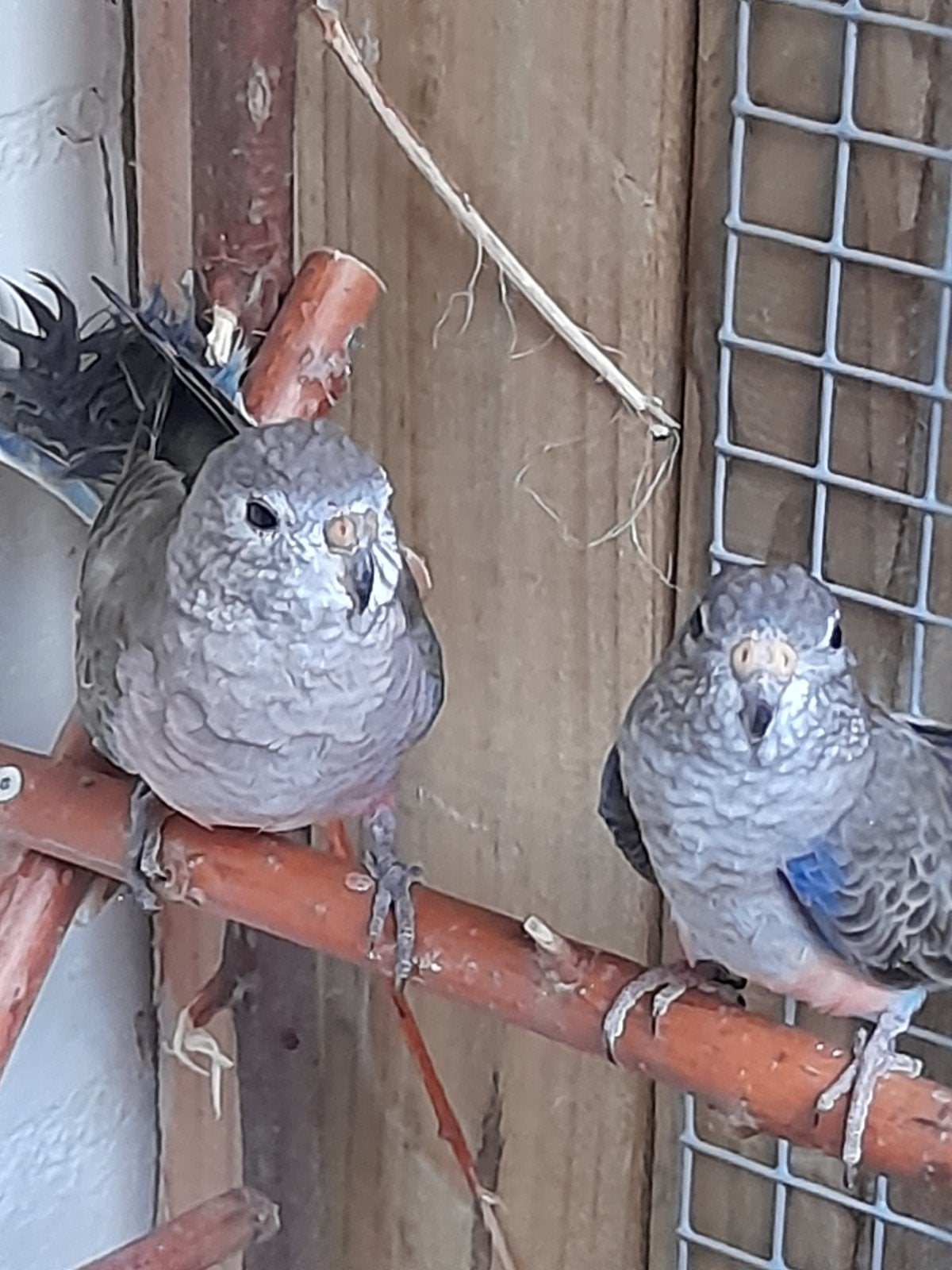 parkiet bourks bourke wildkleur 2026, Meerdere dieren, Geringd