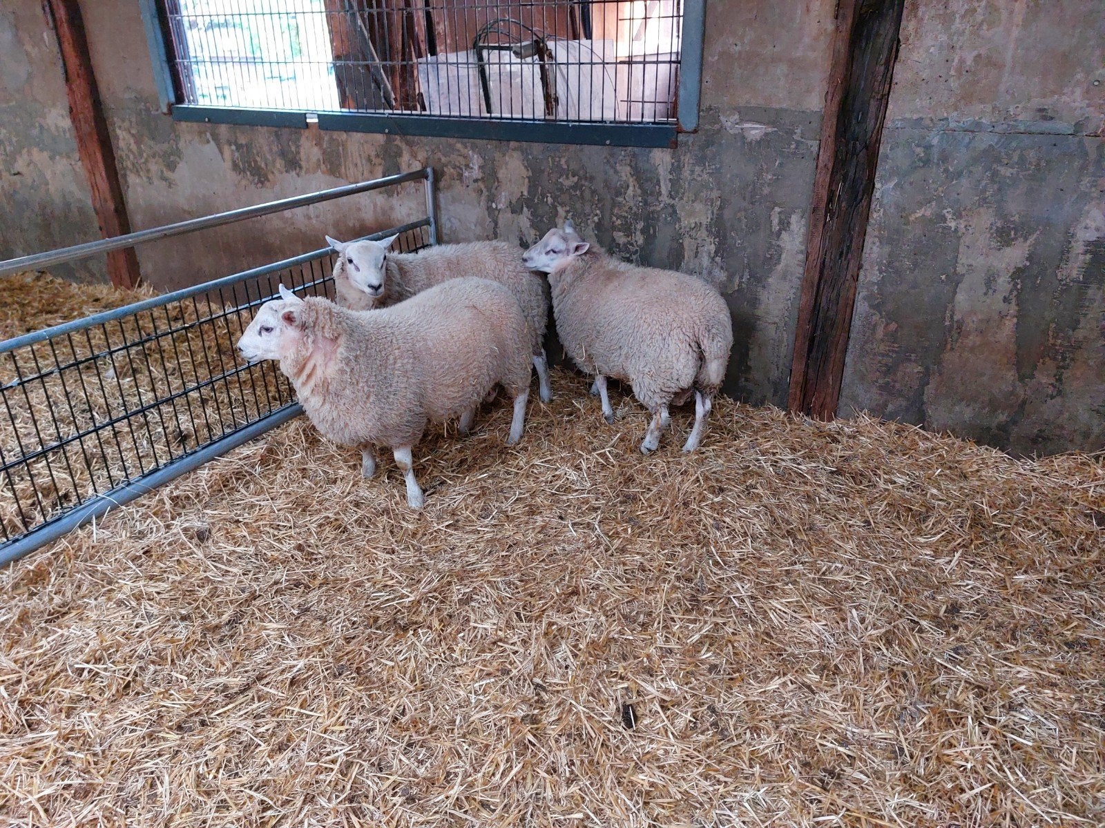 Noordhollander Dekram, Mannelijk, Schaap, 0 tot 2 jaar