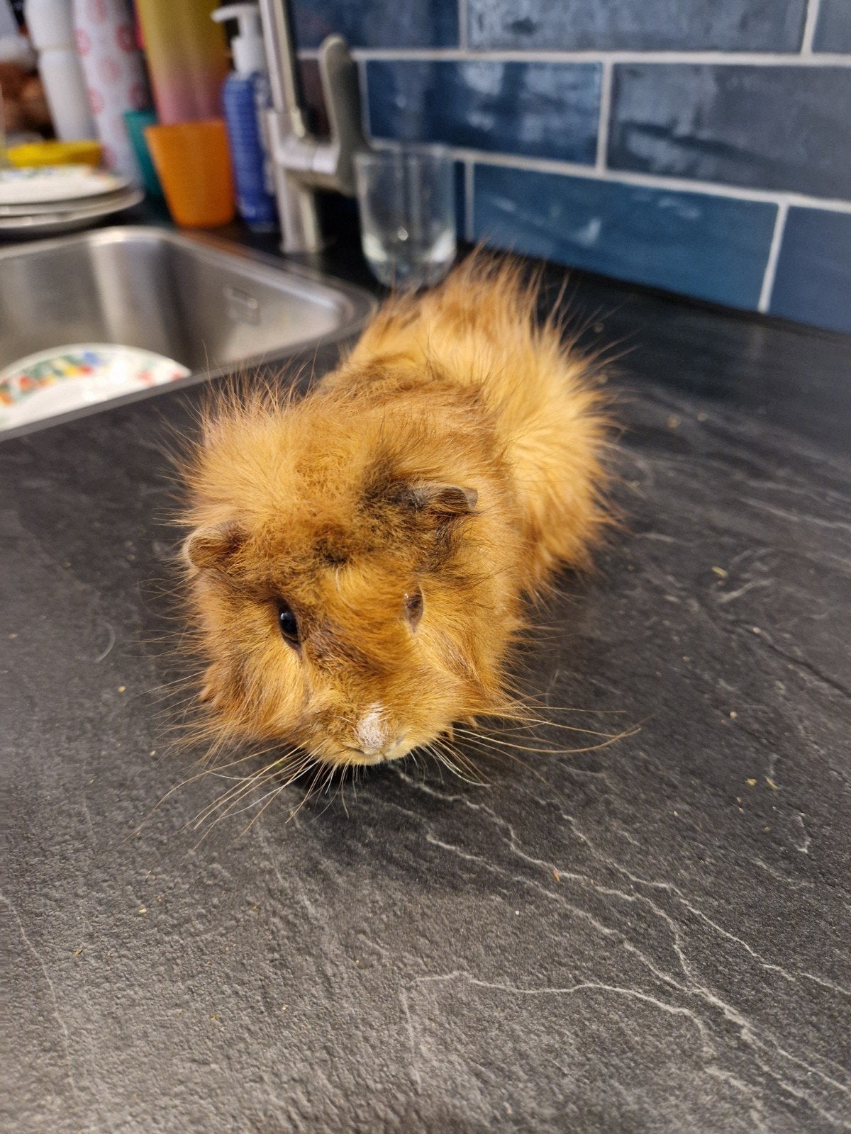 Schattige borstel cavia's 3 beertjes, Dieren en Toebehoren, Augustus, Mannelijk, Cavia