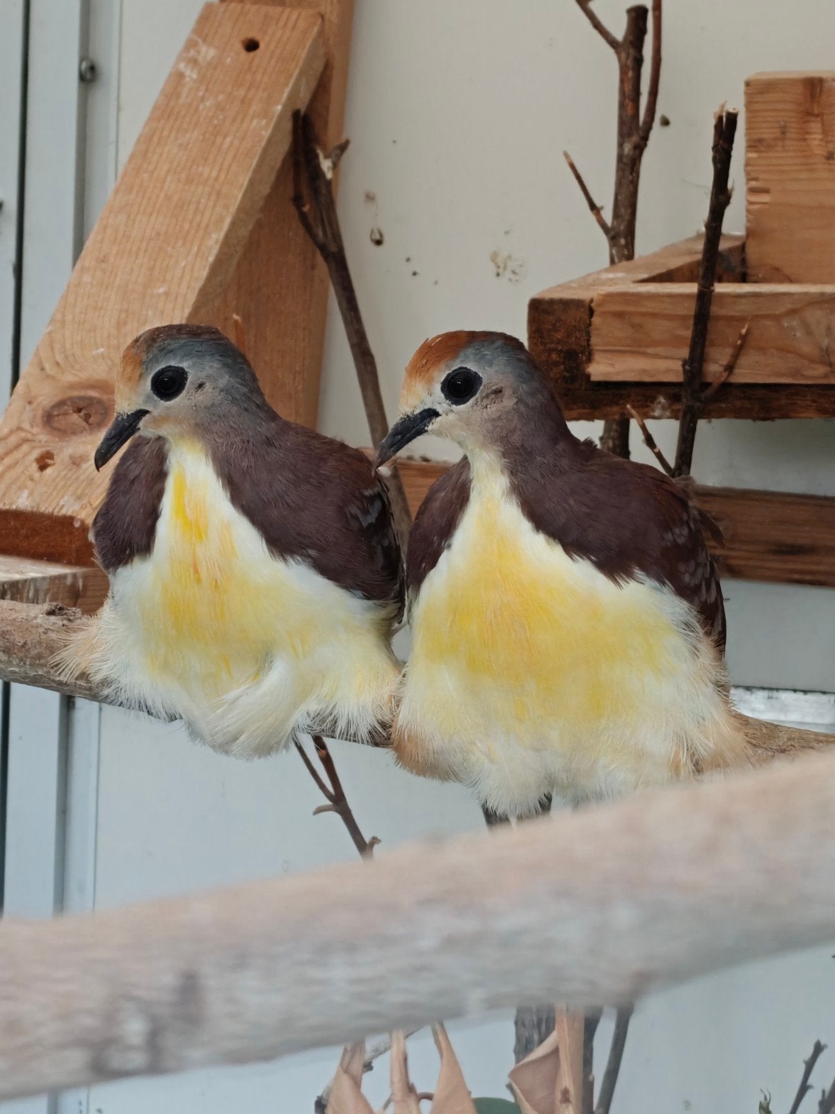 goudborst grondduif doffer, Mannelijk, Tropenvogel, Geringd