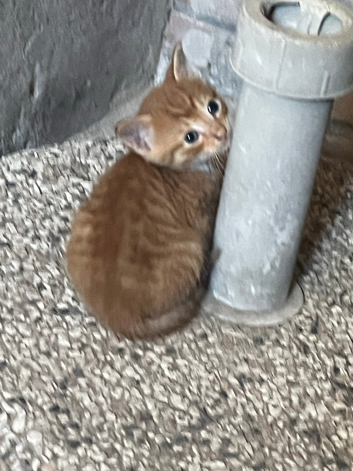 Lieve boerderijkittens te koop, Dieren en Toebehoren, Katten en Kittens | Overige Katten, Poes
