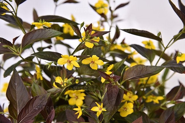 vaste planten die geel bloeien, Tuin en Terras, Planten | Tuinplanten, Ophalen of Verzenden, Vaste plant, Overige soorten, Halfschaduw