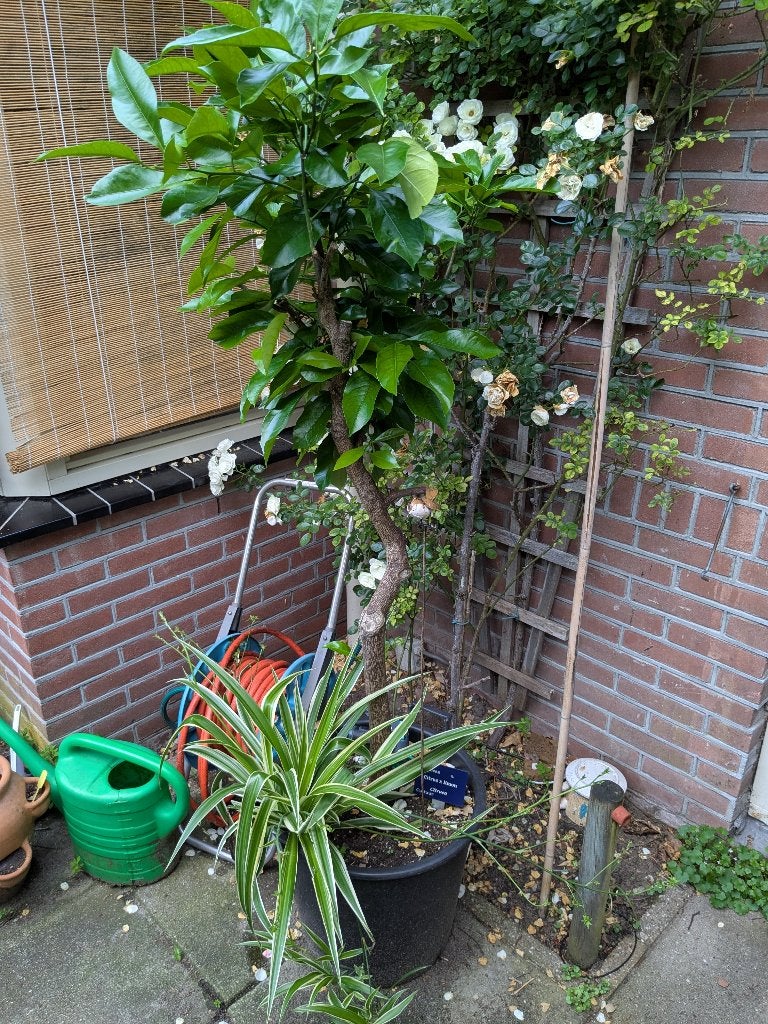 citroenboom, Ophalen, Volle zon, Vaste plant, Fruitplanten