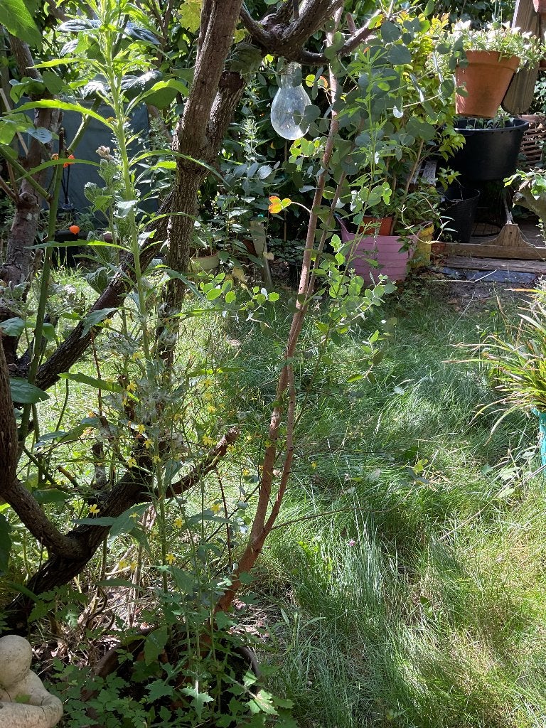 Eucalyptus plant, Bloeit niet, Overige soorten, Minder dan 100 cm, Ophalen
