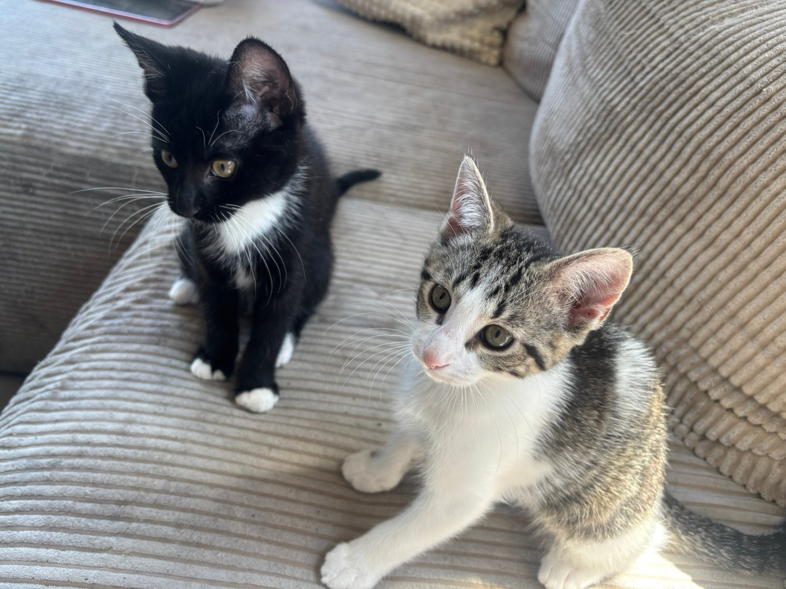 Kittens, Meerdere dieren, Kortharig, 0 tot 2 jaar