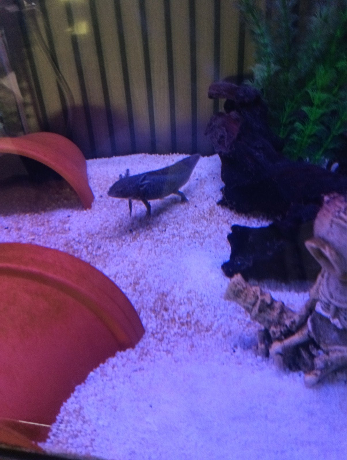 axolotl wildkleur, Dieren en Toebehoren, Amfibie, 0 tot 2 jaar