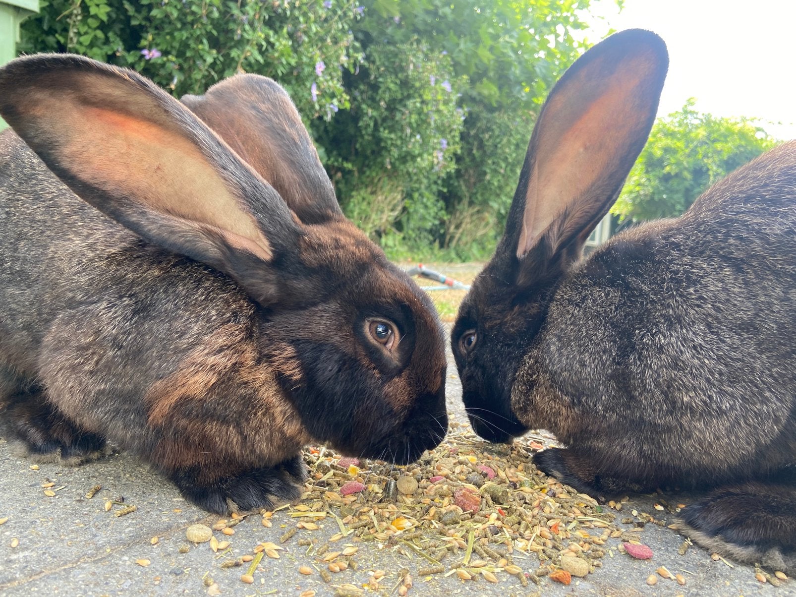 2 reuzekonijnen, Dieren en Toebehoren, Konijnen, Mannelijk, Middelgroot, 0 tot 2 jaar