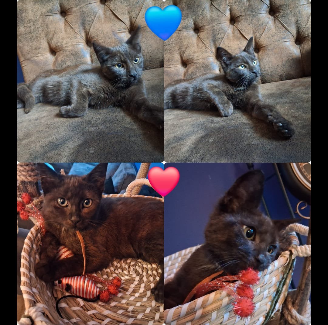 Maine coon mix kittens, Meerdere dieren, Langharig, 0 tot 2 jaar