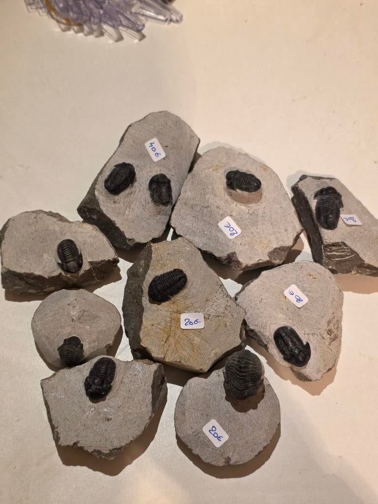 Trilobieten uit te kiezen nu 20€ per Trilobiet., Ophalen of Verzenden, Fossiel