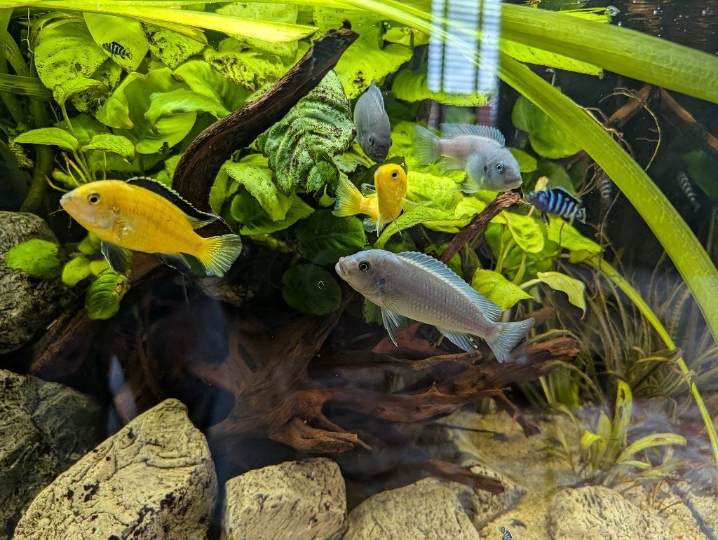 Malawi cichlide en synodontis, Dieren en Toebehoren, Vissen | Aquariumvissen, Vis, Zoetwatervis