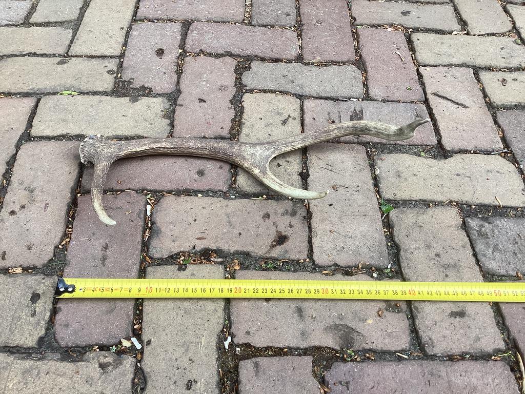 Herten gewei, Ophalen, Steen of Klei, Zo goed als nieuw, 15 m² of meer