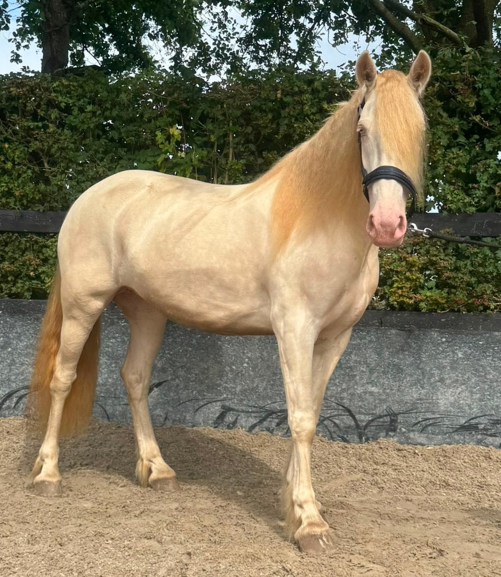 Prachtige perlino merrie, Dieren en Toebehoren, Pony's, Zadelmak, 3 tot 6 jaar, Recreatiepony, Merrie