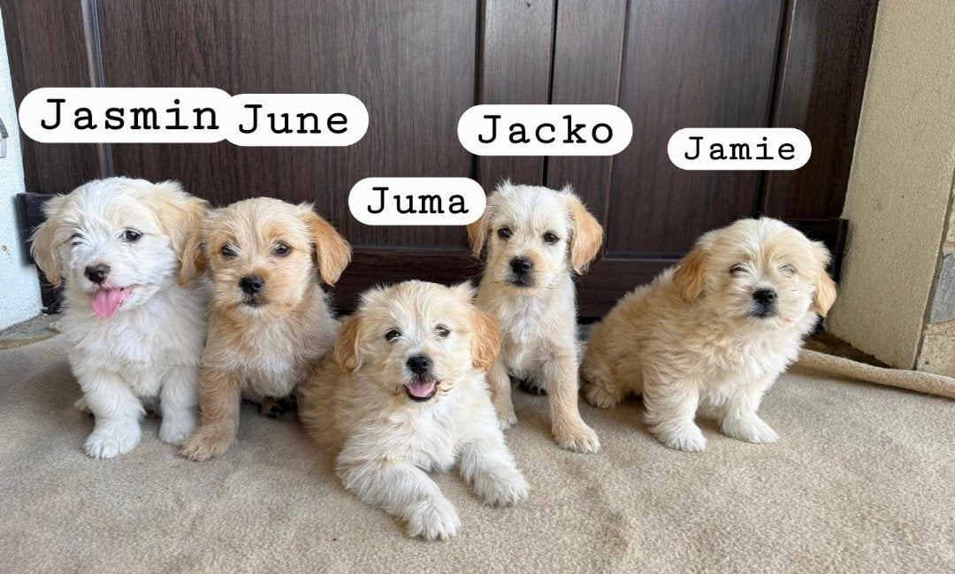 BICHON /malteser puppy's adoptiehond roemenie, Dieren en Toebehoren, Particulier, Overige rassen, 8 tot 15 weken, Buitenland