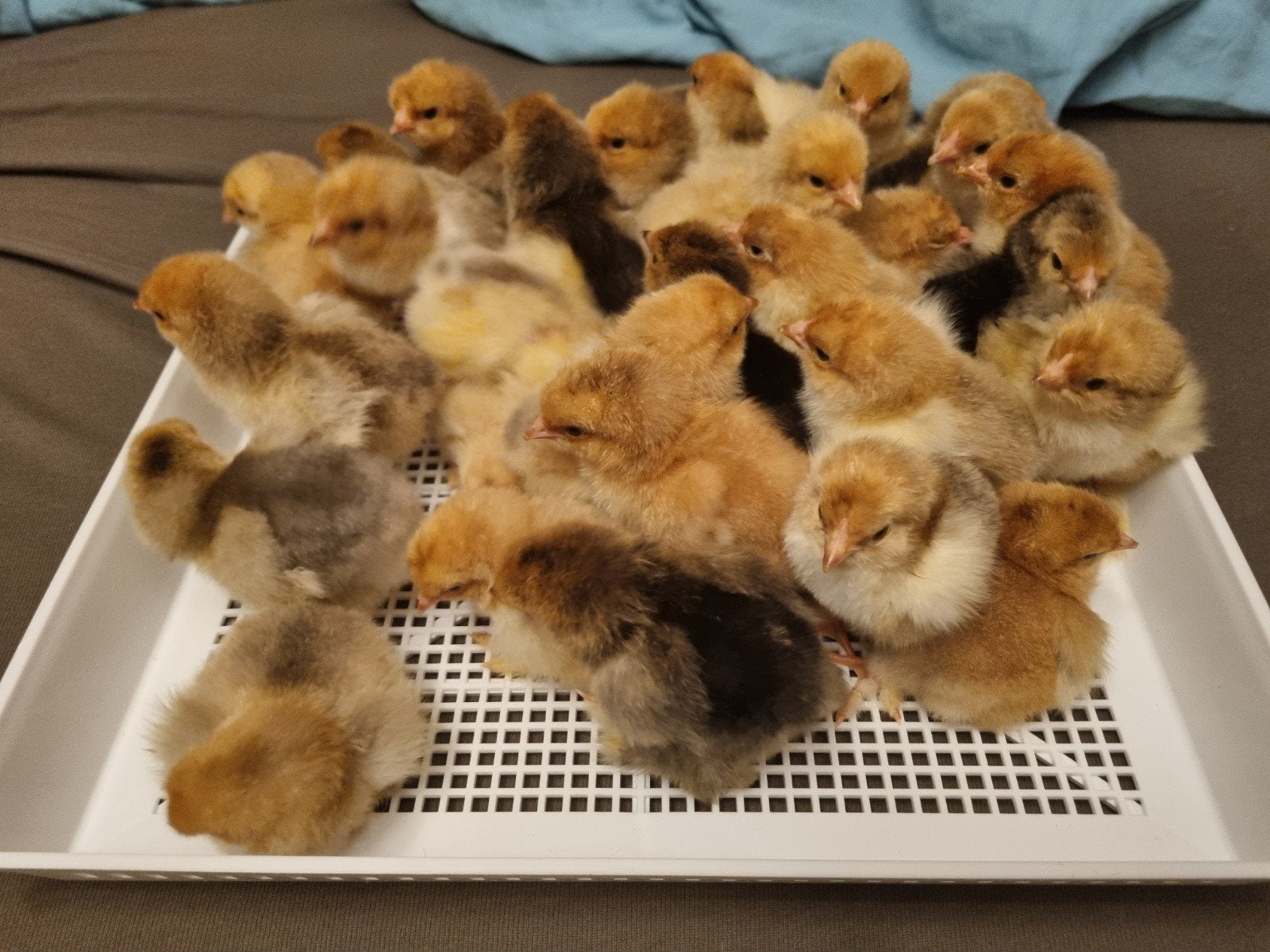 Brahma kuikens & broed eieren, Meerdere dieren, Kip