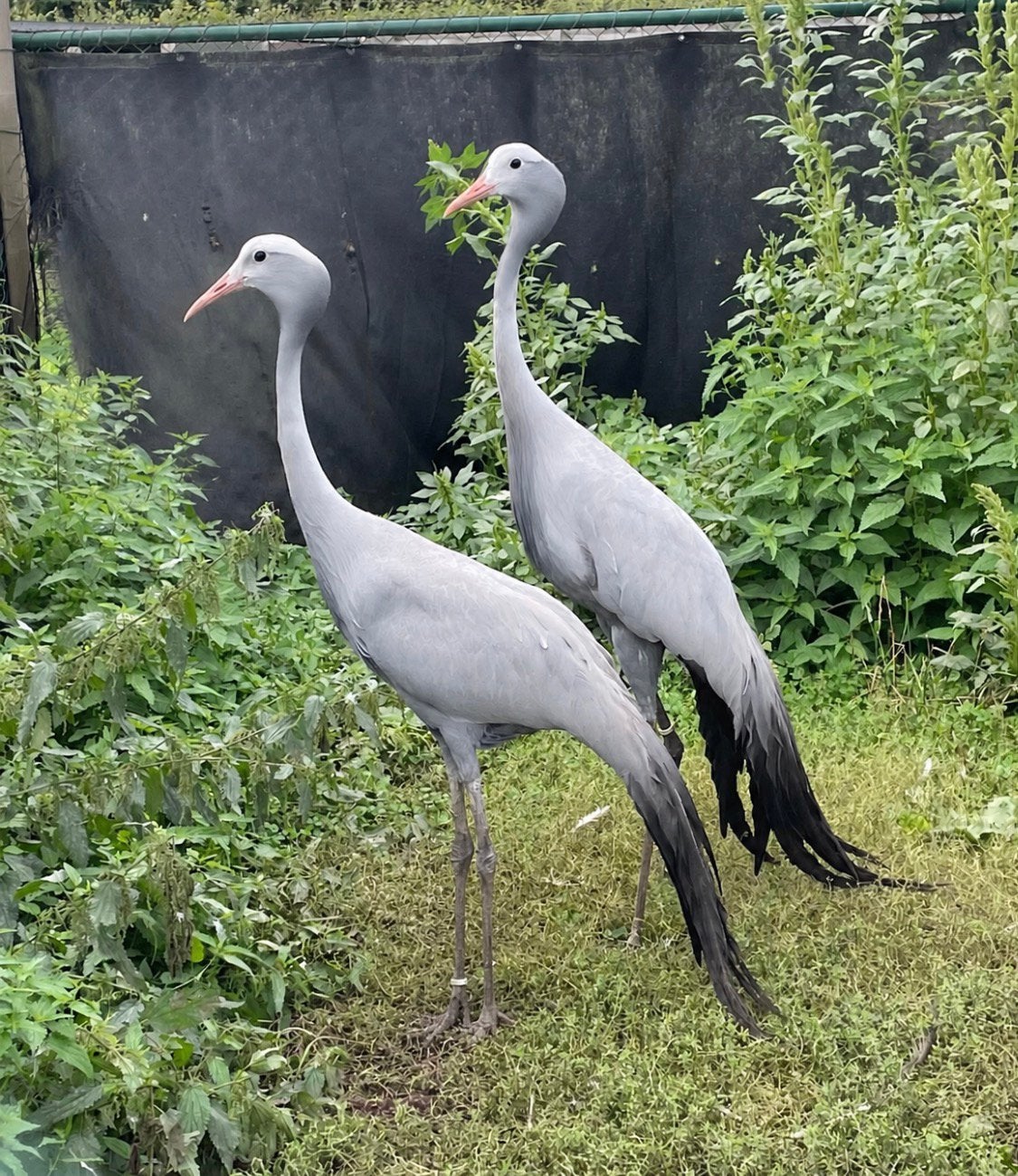 Paradijskraanvogel, Dieren en Toebehoren, Meerdere dieren, Geringd