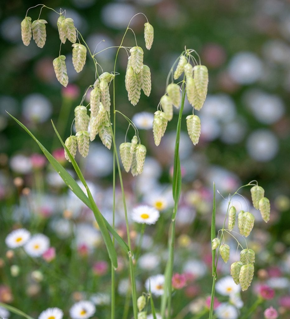 Te koop: zaden 1-, 2-jarigen en vaste planten, Tuin en Terras, Ophalen, Volle zon, Zaad